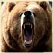 Bear Crawling